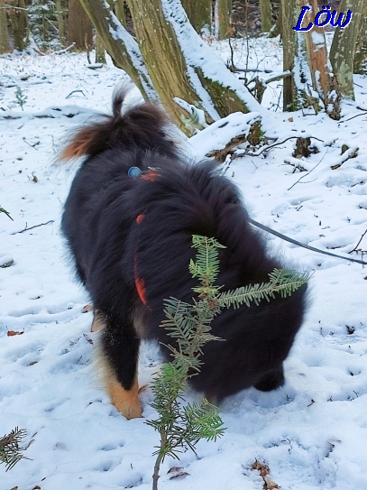 13.12.2022 -  Schneeschnuppern